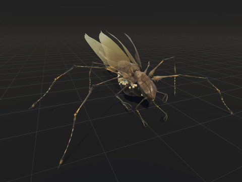 LandBug5 A1 3D Модель
