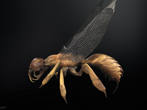 SpiderOsa Model 3D
