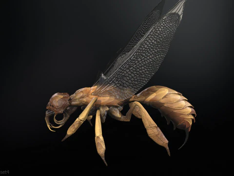 SpiderOsa 3D Model