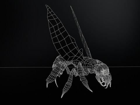 SpiderOsa Model 3D
