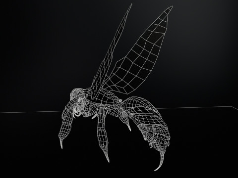 SpiderOsa Model 3D