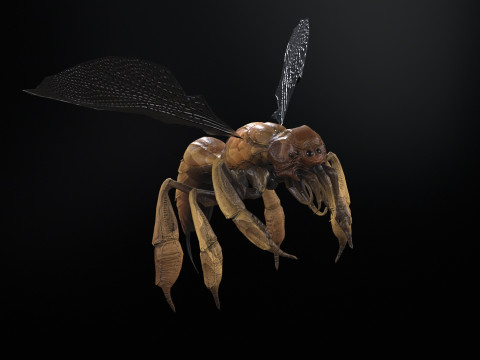 SpiderOsa Model 3D