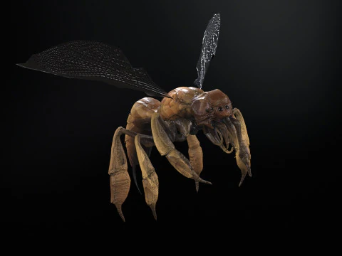 SpiderOsa 3D Model