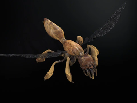 SpiderOsa 3D Model