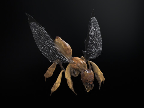 SpiderOsa Model 3D