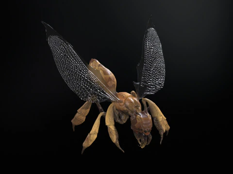 SpiderOsa 3D Model