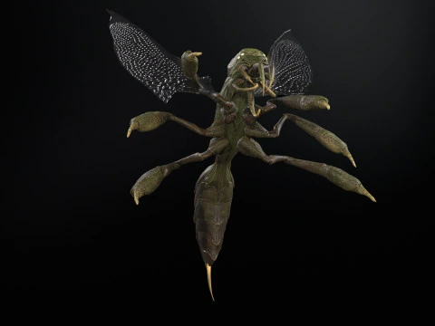 SpiderOsa 3D Model