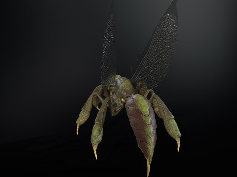 SpiderOsa Model 3D