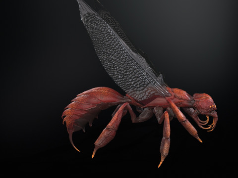 SpiderOsa Model 3D