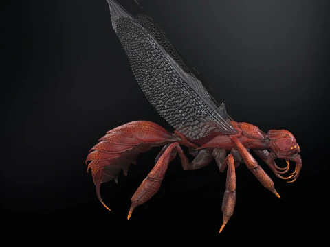 SpiderOsa 3D Model