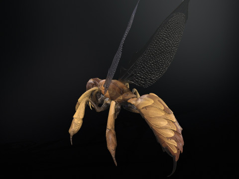 SpiderOsa Model 3D