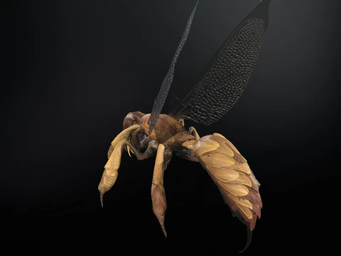 SpiderOsa 3D Model