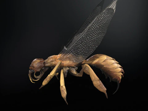 SpiderOsa 3D Model