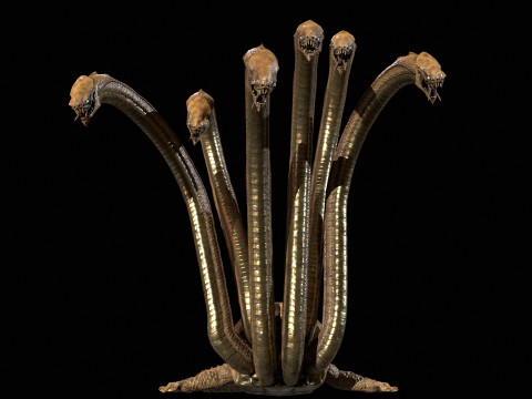Hydra Model 3D