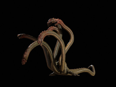Hydra Model 3D