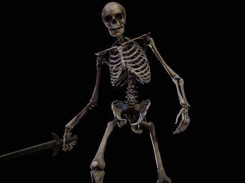 Skeleton 3D Модель