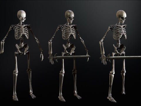Skeleton 3D Model