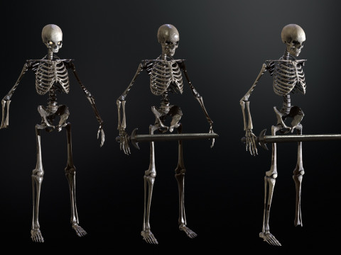 Skeleton 3D Model