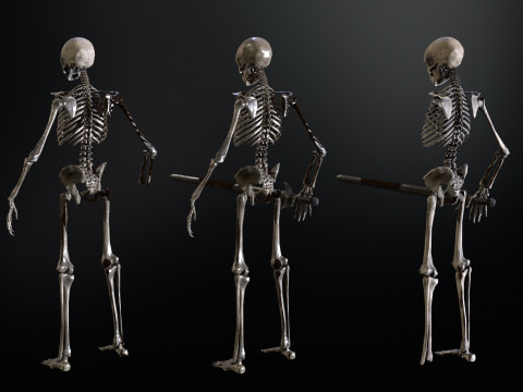 Skeleton 3D Model