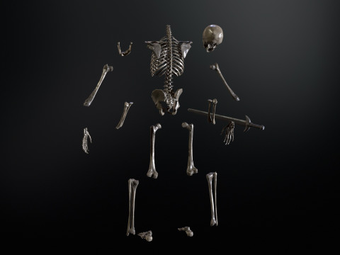 Skeleton 3D Model