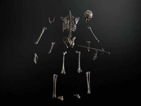 İskelet 3D Model