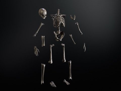 Skeleton 3D Model