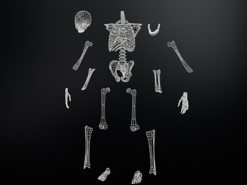 Skeleton 3D Model
