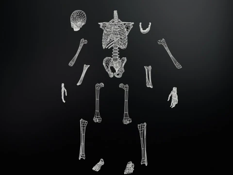İskelet 3D Model