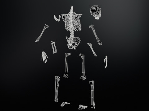 Skeleton 3D Model