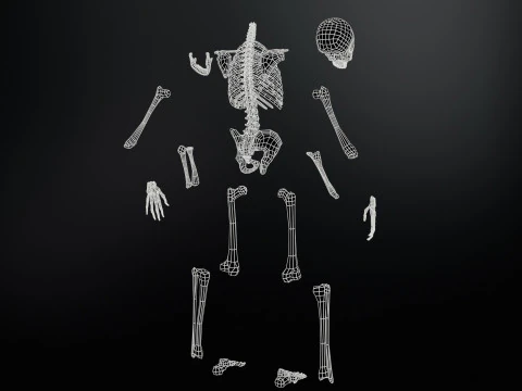 İskelet 3D Model