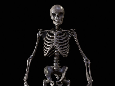 Skeleton 3D Model