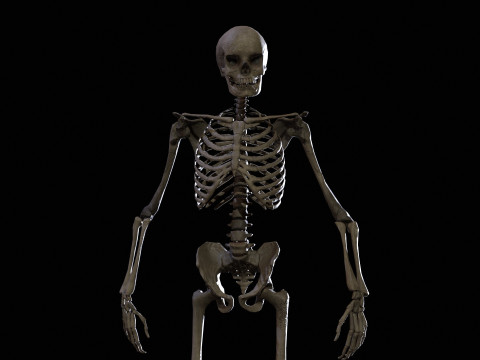 Skeleton 3D Model
