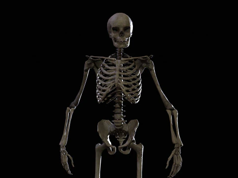 İskelet 3D Model