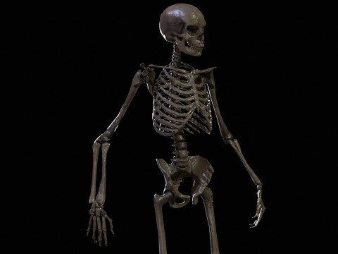 Skeleton 3D Model