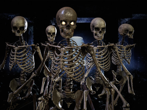 Skeleton 3D Model