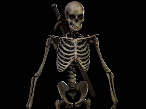Skeleton 3D Model