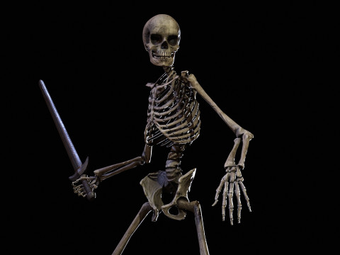 Skeleton 3D Model