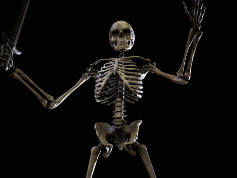 Skeleton 3D Model