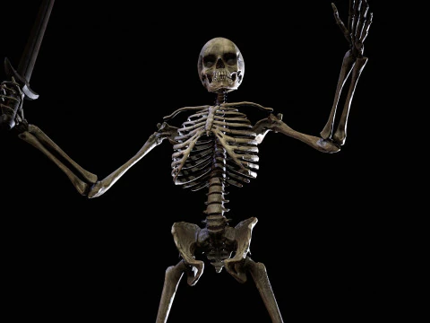 İskelet 3D Model