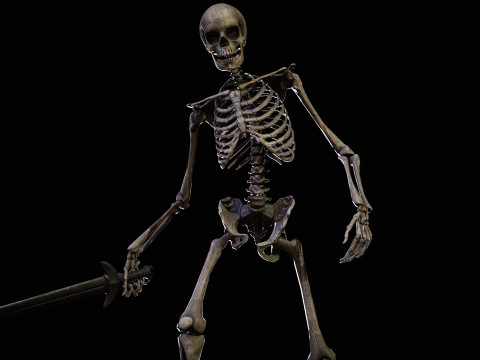 Skeleton 3D Model