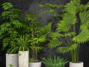 plante d'int&eacute;rieur Modèle 3D