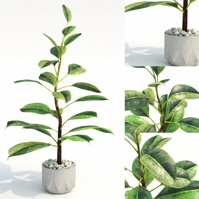 green plant in pot 3D Model .c4d .max .obj .3ds .fbx .stl .blend