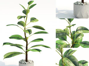 green plant in pot 3D Model
