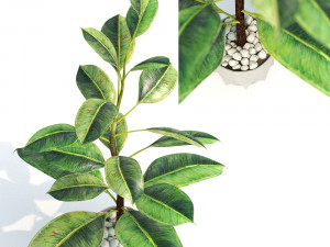 green plant in pot Modelo 3D