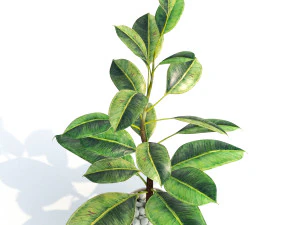 green plant in pot 3D Model