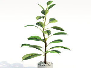 green plant in pot 3D Model
