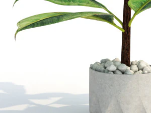 green plant in pot 3D Model