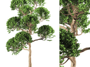 tree 119-1 3D-Modell