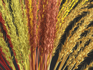 dry decorative plant 3D Model
