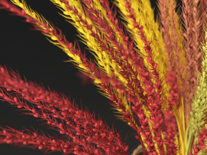 dry decorative plant 3D Model